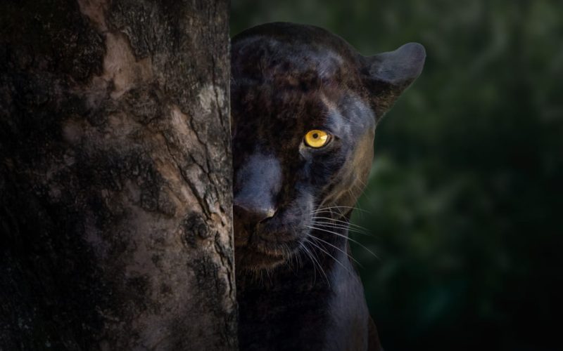 Max van Rijswijk’s approach to reducing human-cat conflict