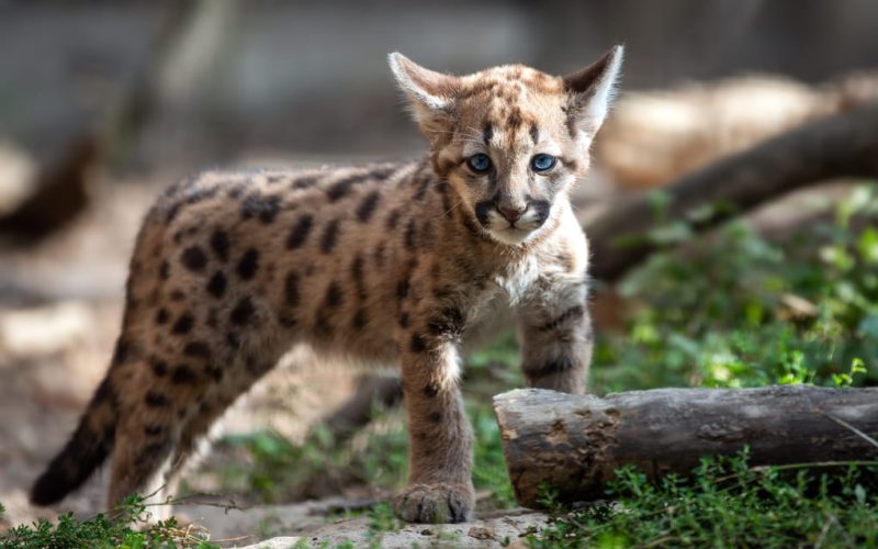 Cultural significance of big cats in Panama’s communities